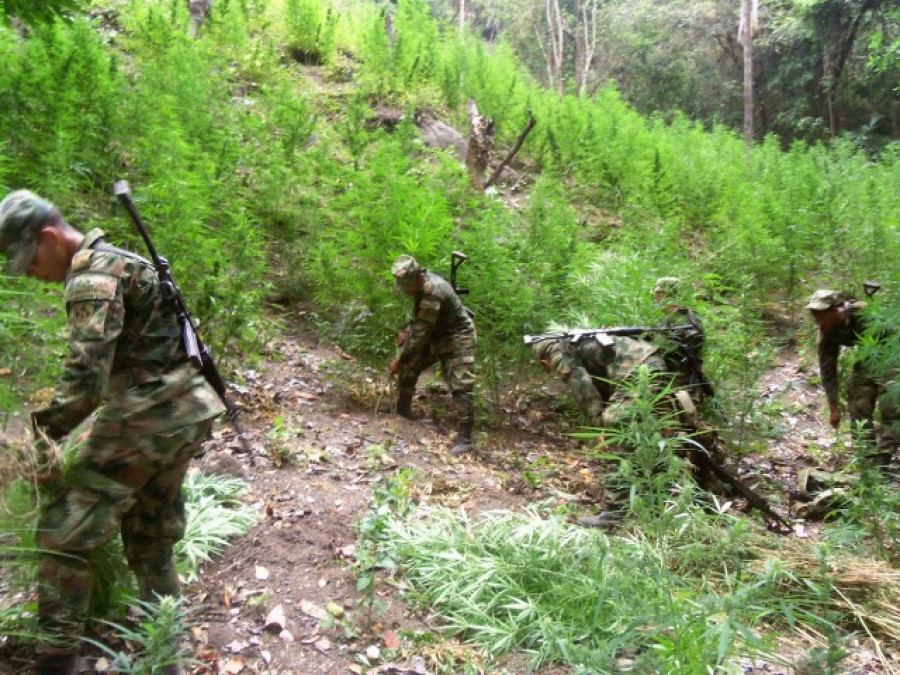 Soldados del Ejército en labores de erradicación. Foto: EjerCol.