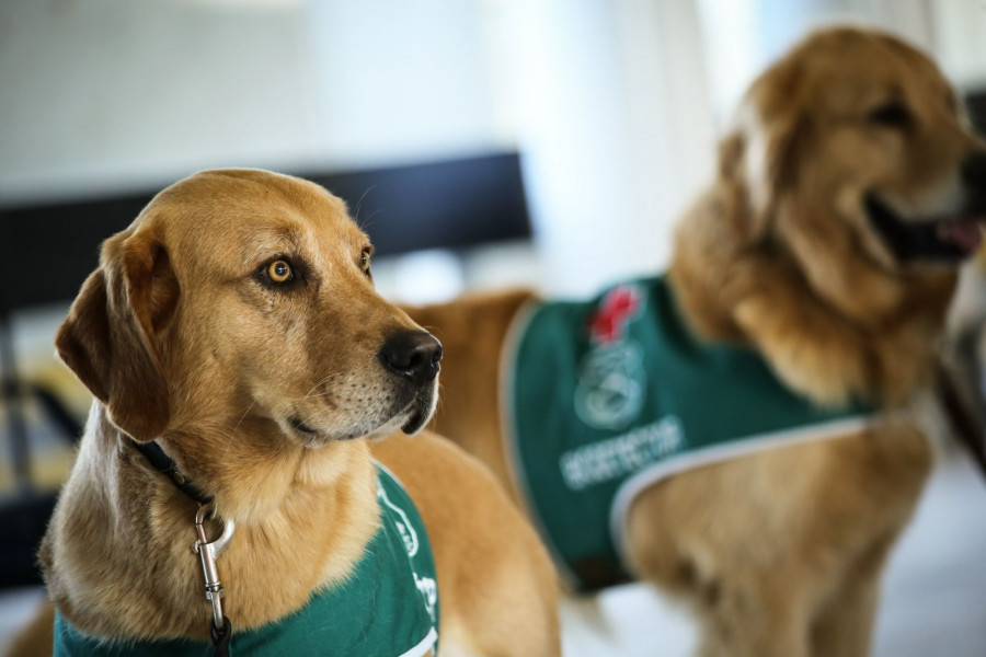 Dotación de la unidad caninas en el aeropuerto de Santiago. Foto: Ministerio del Interior