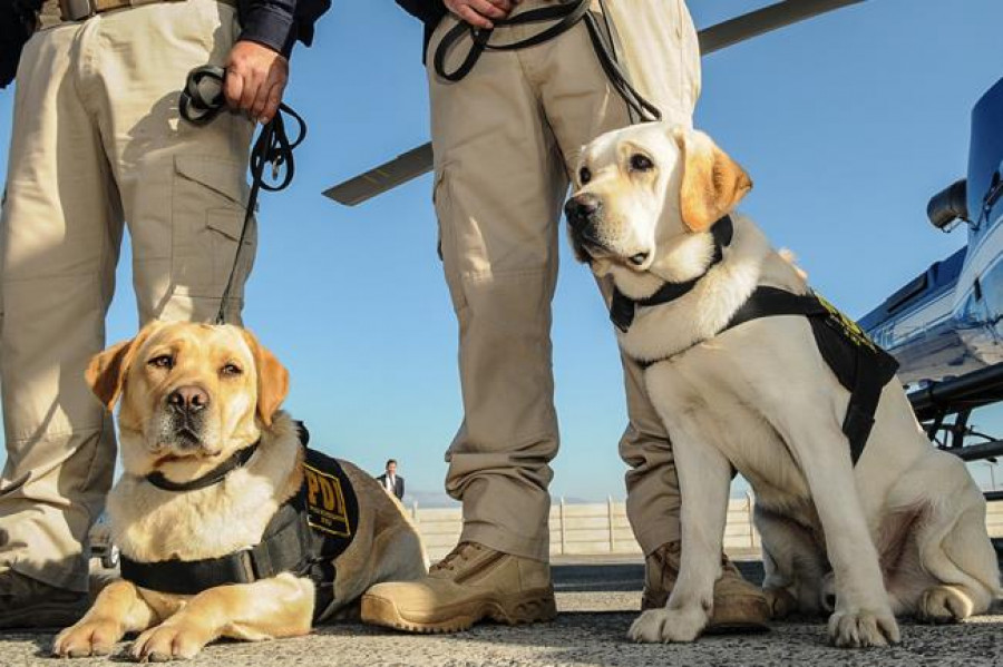 La PDI y Carabineros cuentan con unidades caninas para labores de detección y orden público. Foto: PDI