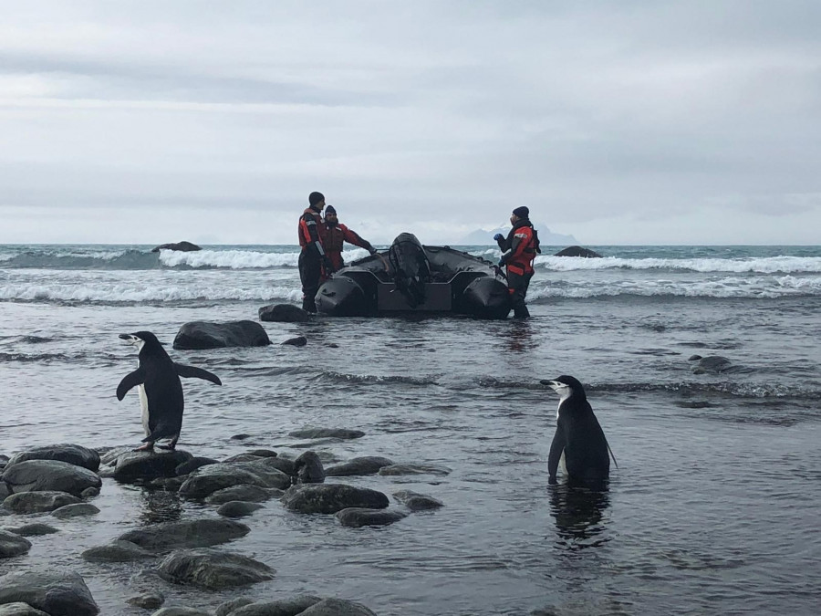 Los botes son utilizados en labores de control de población de especies en la Antártica. Foto: Asmar