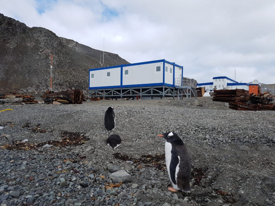 La institución utiliza módulos equipados y amoblados como base provisoria en Bahía Fildes. Foto: Armada de Chile