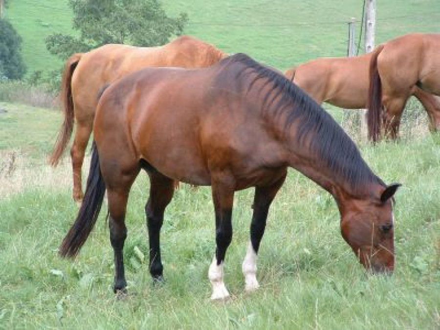 140226 cria caballar minisdef