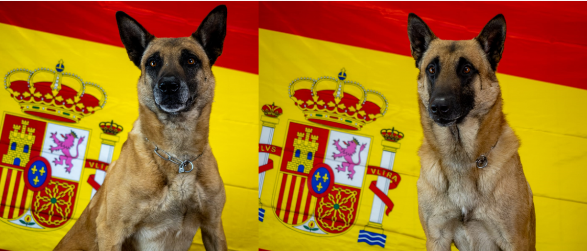 Nacho y panzer perros del MOE 1