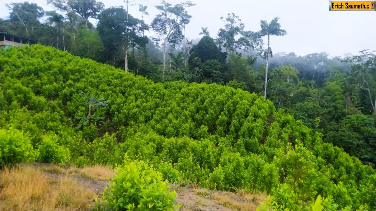 Cultivos de Coca. Foto Infodefensa