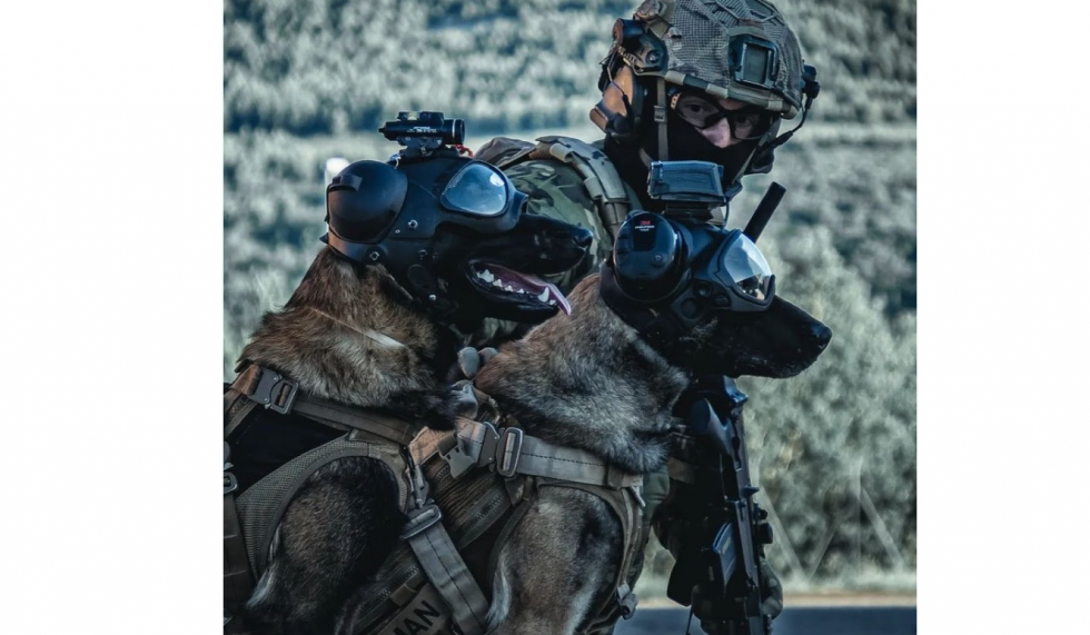 Perros Zero y Truman