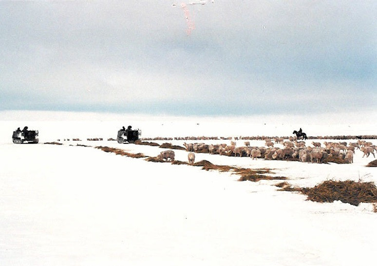 Carros M113 del Eju00e9rcito de Chile repartieron alimento para el ganado en dificiles condiciones meteorologicas